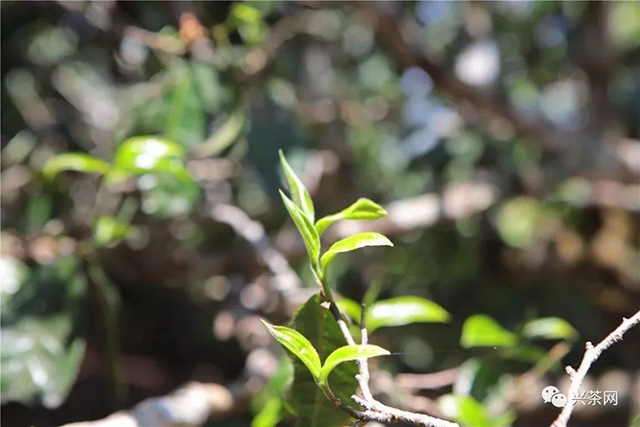 春茶消费数据