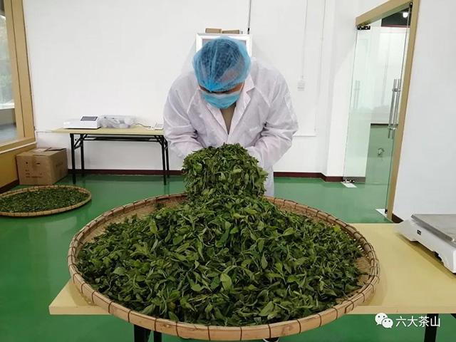六大茶山古树茶开采