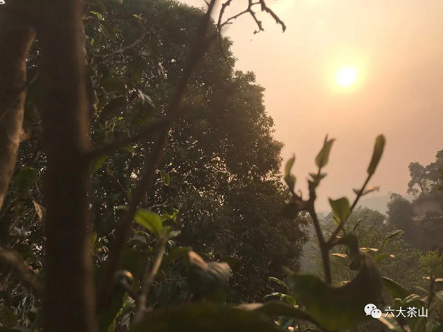 六大茶山古树茶开采