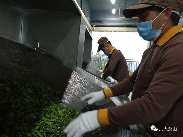 六大茶山古树茶开采炒茶