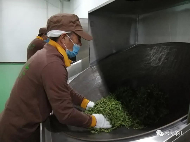 六大茶山古树茶开采炒茶