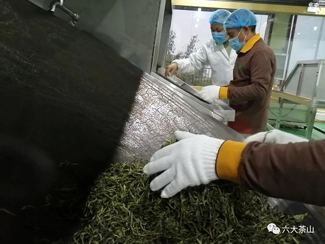 六大茶山古树茶开采炒茶