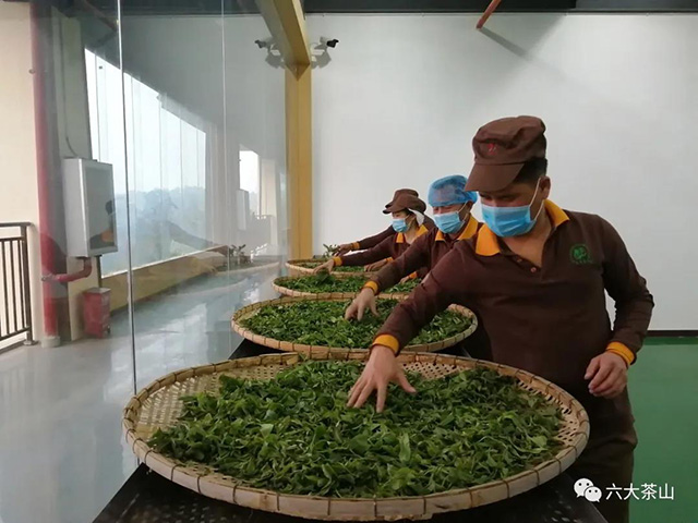 六大茶山古树茶开采炒茶