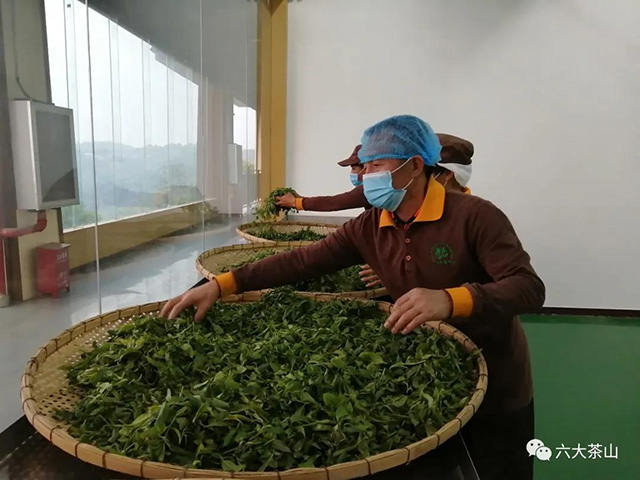 六大茶山古树茶开采鲜叶摊晾