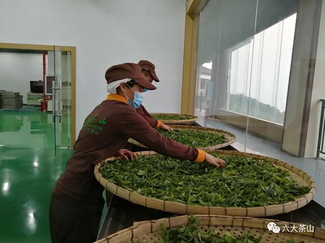 六大茶山古树茶开采鲜叶摊晾
