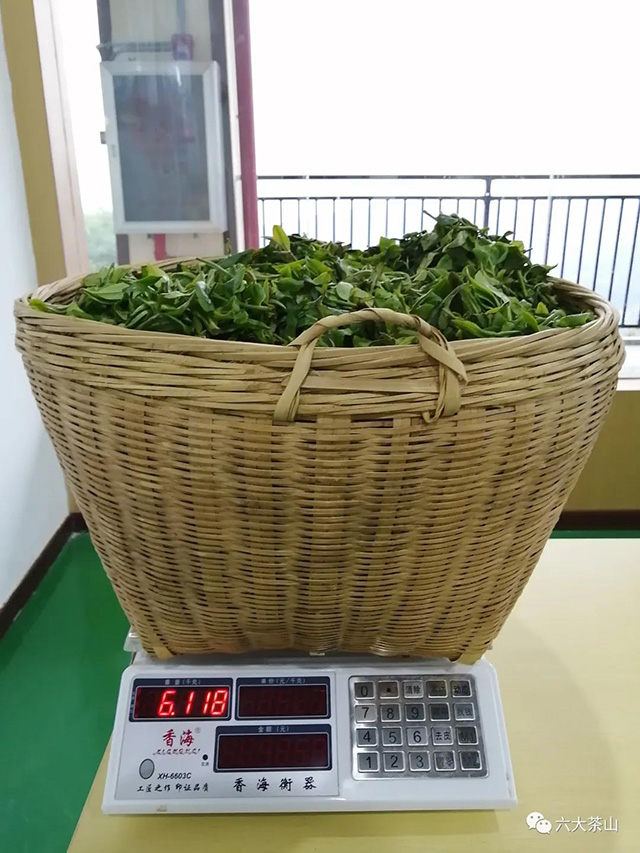六大茶山古树茶开采鲜叶称重