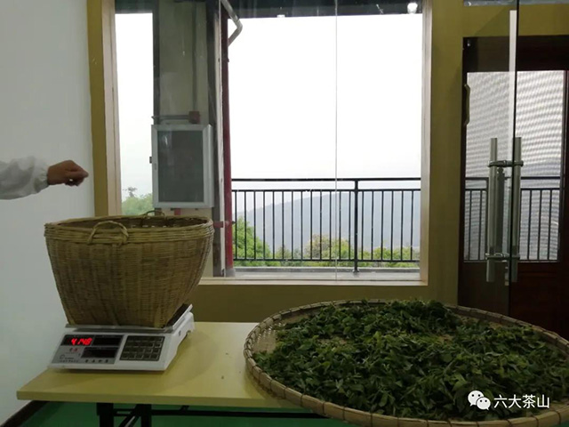 六大茶山古树茶开采鲜叶称重