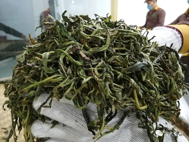 六大茶山古树茶开采手工揉捻