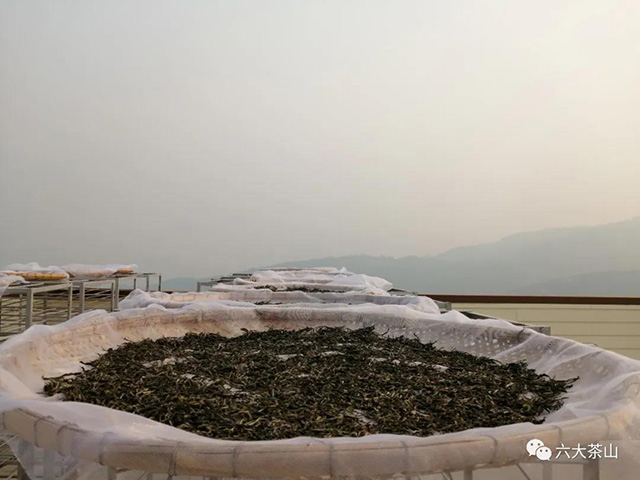 六大茶山古树茶开采