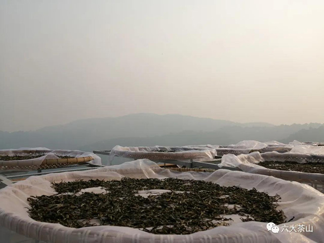 六大茶山古树茶开采