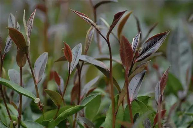 南糯山紫娟茶