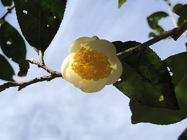 一如茶香茶花