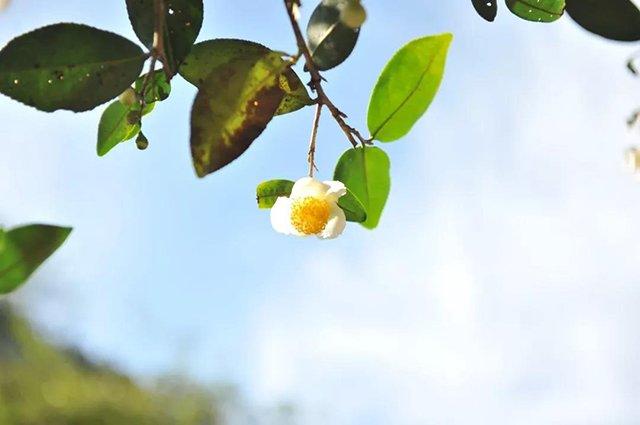 一如茶香茶花