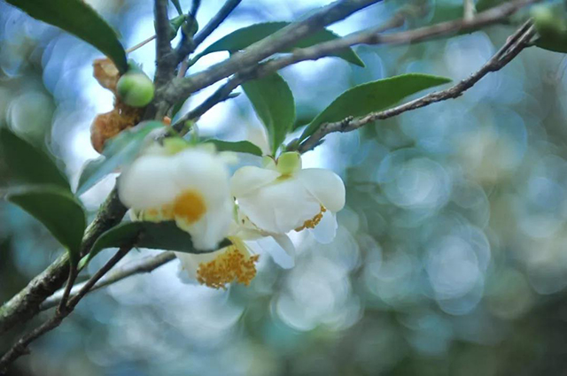 一如茶香茶花