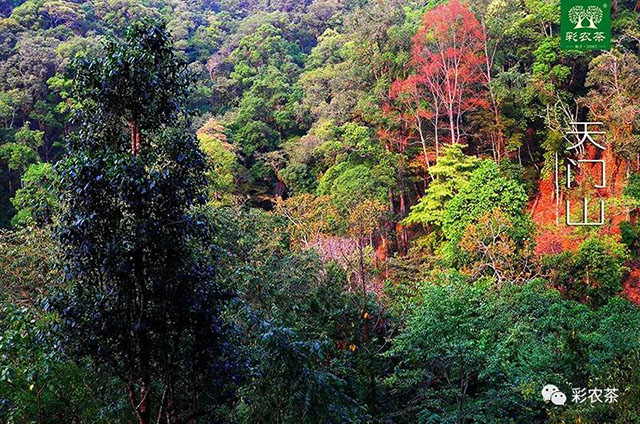 彩农茶易武厚韵天门山