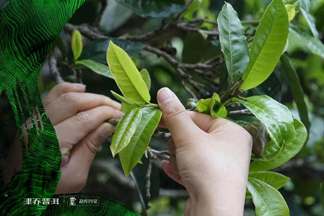 勐库茶四大优势