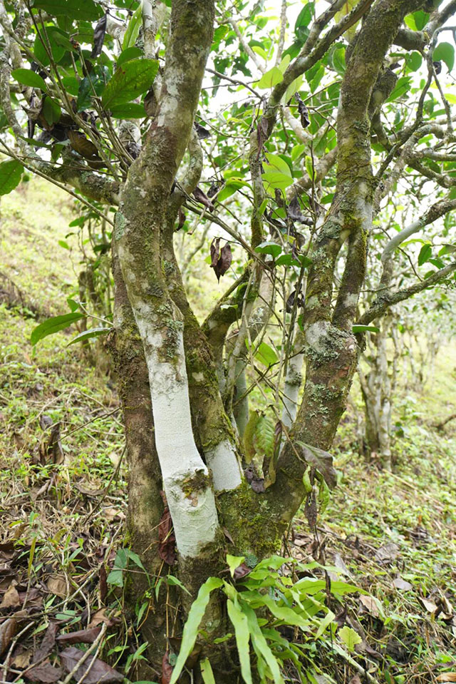 茶叶进化论春茶知识