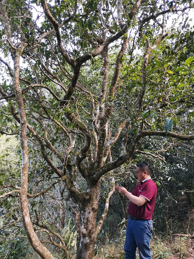 老包说茶