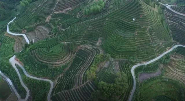 祥源茶高山寿眉