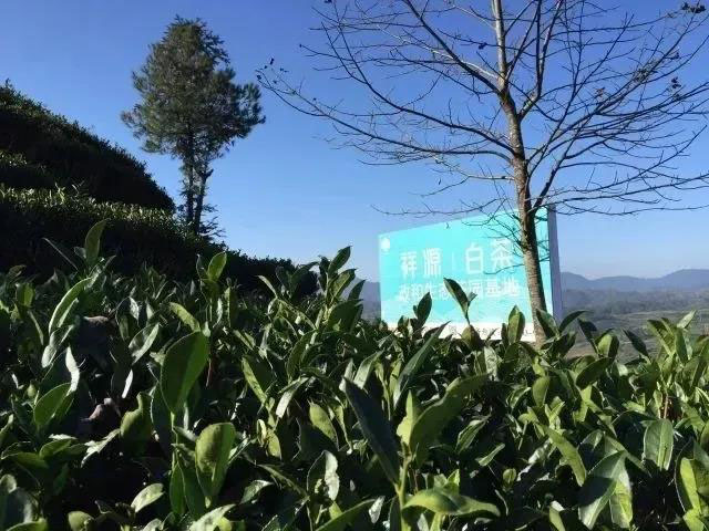 祥源茶高山寿眉