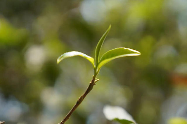 六大茶山西保四号开采