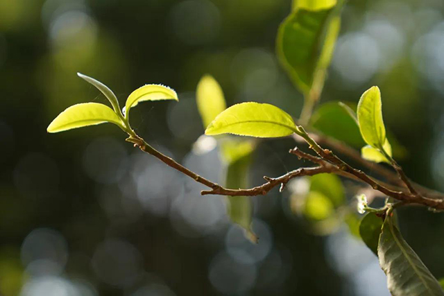 六大茶山西保四号开采