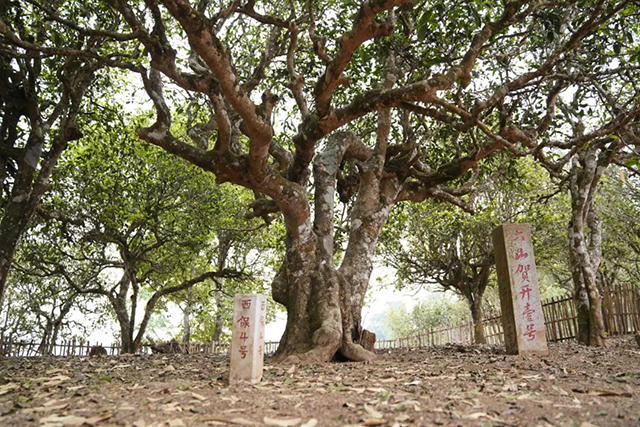 六大茶山西保四号开采