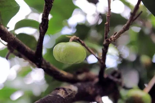 勐库大叶种茶果