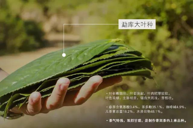 勐库大叶种制茶有四大明显优势