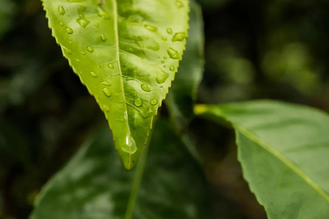 勐库大叶种制茶有四大明显优势