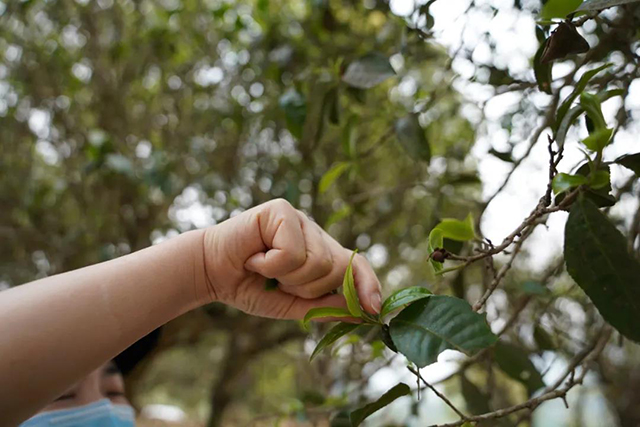 六大茶山贺开古树茶