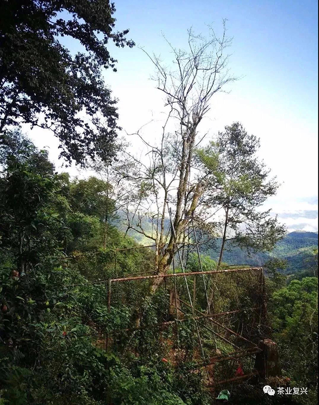 易武落水洞茶王树