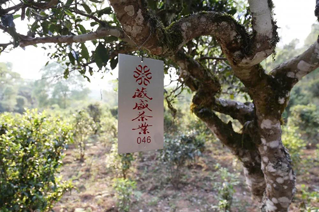 葳盛茶业在景迈山对古茶树实施挂牌管理