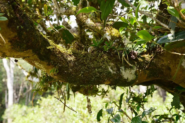 景迈山古茶树与其它植物混生