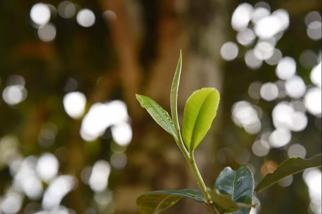 布朗茶农们认为茶叶胜过金银财宝