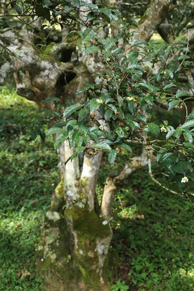 南糯山古树茶
