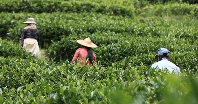 优质白茶产区福建政和