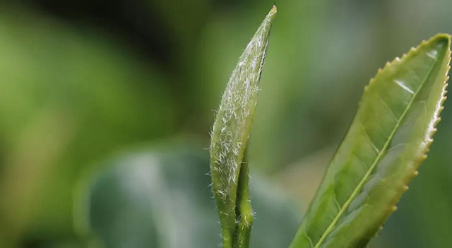 优质白茶产区福建政和