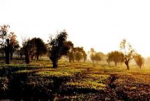 关注勐海坝区茶叶生产，探索茶园提质增效途径
