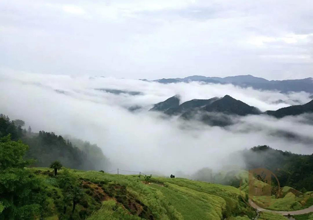 锦地茶业沈忠华