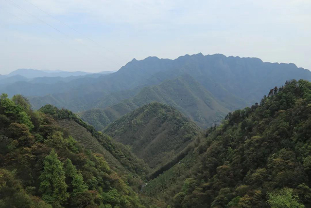 祥源茶太平猴魁