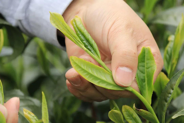 祥源茶太平猴魁