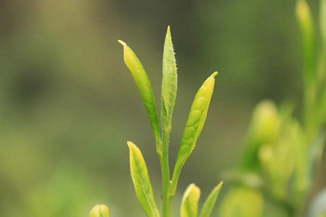 祥源茶太平猴魁