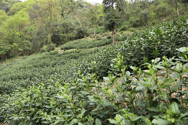 祥源茶太平猴魁