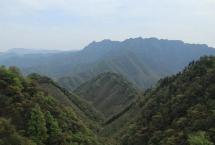 太平猴魁：来自徽州的雨前香兰