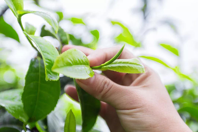 津乔普洱茶百科