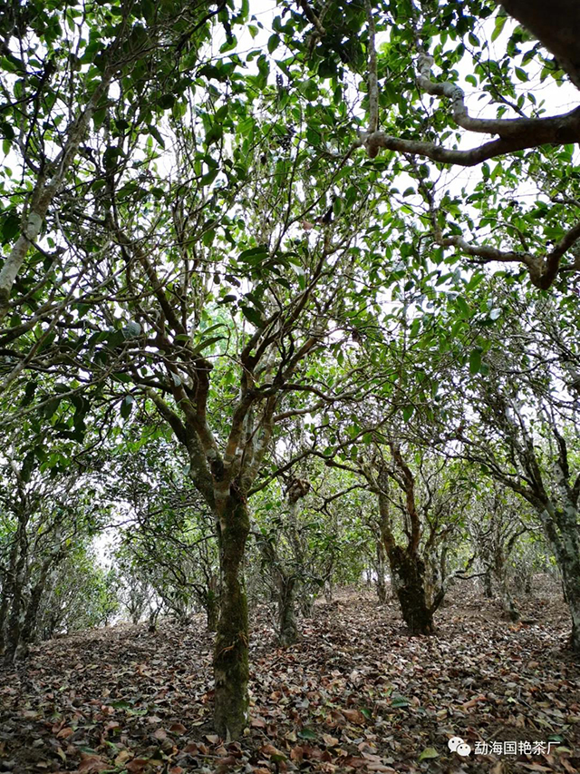 勐海国艳茶厂生肖饼鼠年大吉熟茶