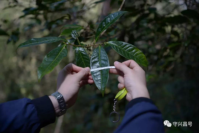 易武哆依树普洱茶