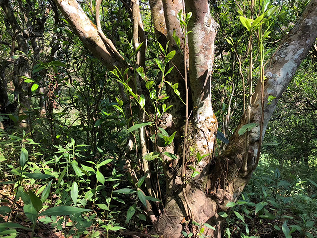 勐麻河古茶林