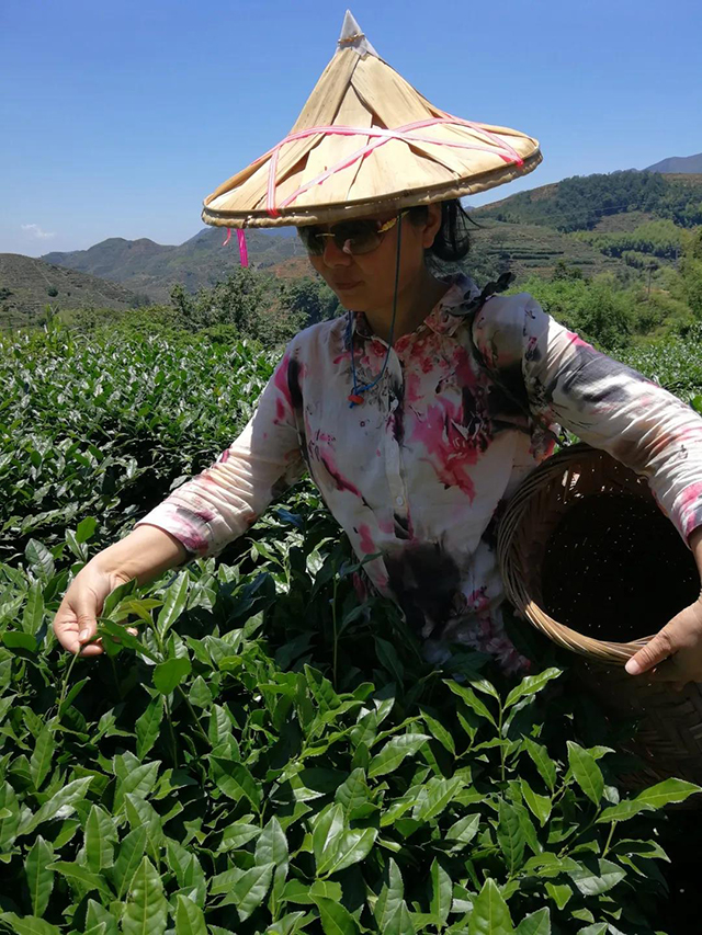 谢美霞在唐密茶道安溪铁观音实践基地采茶